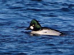 Attēlu rezultāti vaicājumam “Bucephala clangula male”