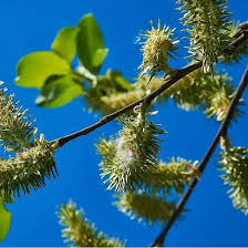 Attēlu rezultāti vaicājumam “Salix cinerea female flower”