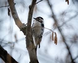 Attēlu rezultāti vaicājumam “Dendrocopos minor female”