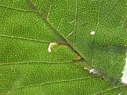 Attēlu rezultāti vaicājumam “Cribraria rubiginosa stalked”
