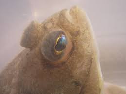 Image result for Limanda limanda