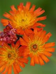 Attēlu rezultāti vaicājumam “Pilosella aurantiaca flower”