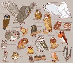 Attēlu rezultāti vaicājumam “Strigiformes”