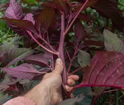 Attēlu rezultāti vaicājumam “Amaranthus retroflexus leaf”