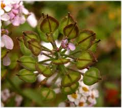 Image result for Iberis amara