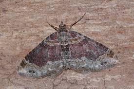 Attēlu rezultāti vaicājumam “Xanthorhoe spadicearia”