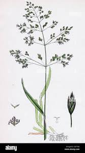 Attēlu rezultāti vaicājumam “Poa trivialis flower”