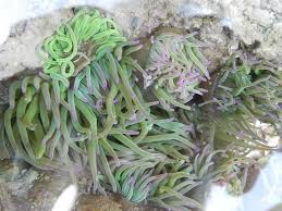 Attēlu rezultāti vaicājumam “Urocystis anemones”