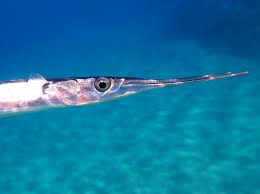 Attēlu rezultāti vaicājumam “Belone belone”