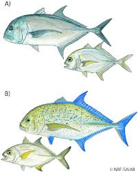 Image result for Caranx ignobilis