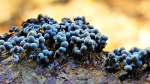 Attēlu rezultāti vaicājumam “Badhamia capsulifera”