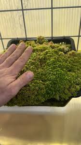 Attēlu rezultāti vaicājumam “Sphagnum platyphyllum”