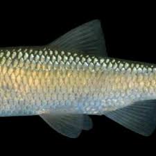 Image result for Squalius cephalus cavedanus