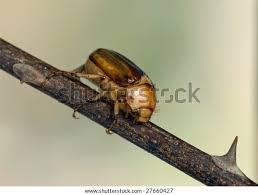 Attēlu rezultāti vaicājumam “Amphimallon solstitiale imago”