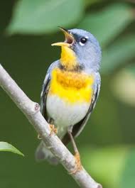 Image result for Parula americana