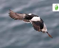 Image result for Uria aalge