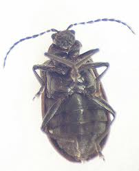 Attēlu rezultāti vaicājumam “Galerucella nymphaeae pupa”