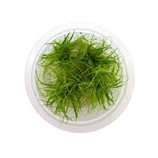 Attēlu rezultāti vaicājumam “Eleocharis acicularis”