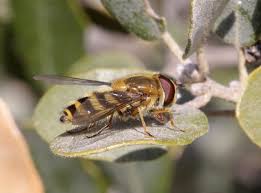 Attēlu rezultāti vaicājumam “Syrphus sp. imago”