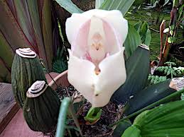 Attēlu rezultāti vaicājumam “Plantago uniflora flower”