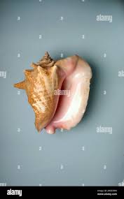 Image result for Aliger gigas