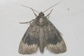 Attēlu rezultāti vaicājumam “Amphipyra perflua”