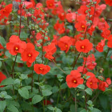 Image result for Alonsoa linearis