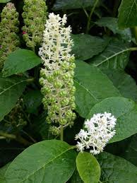 Attēlu rezultāti vaicājumam “Phytolaccaceae”