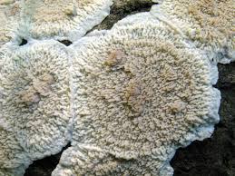 Attēlu rezultāti vaicājumam “Phlebia rufa”