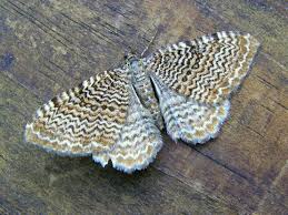 Attēlu rezultāti vaicājumam “Hydria undulata”