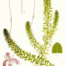 Attēlu rezultāti vaicājumam “Elodea canadensis”