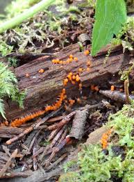 Attēlu rezultāti vaicājumam “Hemitrichia sordivesiculosa”