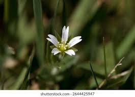 Attēlu rezultāti vaicājumam “Cerastium holosteoides fruit”