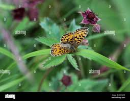 Attēlu rezultāti vaicājumam “Boloria eunomia”