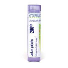 Attēlu rezultāti vaicājumam “Ledum palustre”