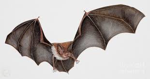 Attēlu rezultāti vaicājumam “Myotis daubentonii”