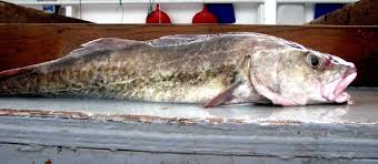 Image result for Gadus macrocephalus