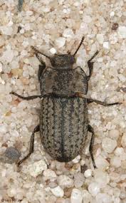 Attēlu rezultāti vaicājumam “Opatrum sabulosum”