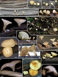 Attēlu rezultāti vaicājumam “Hymenoscyphus fraxineus”