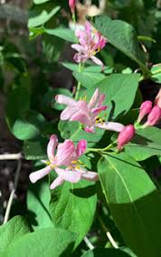 Attēlu rezultāti vaicājumam “Lonicera tatarica flower”