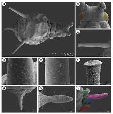 Attēlu rezultāti vaicājumam “Uroleucon hypochoeridis”