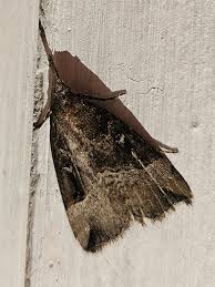 Attēlu rezultāti vaicājumam “Hypena rostralis”