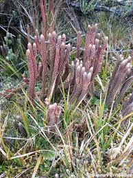 Attēlu rezultāti vaicājumam “Lycopodiaceae”