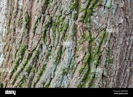 Attēlu rezultāti vaicājumam “Acer platanoides fo. schwedleri”