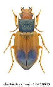 Attēlu rezultāti vaicājumam “Diachromus germanus”