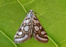 Attēlu rezultāti vaicājumam “Nymphula nitidulata”