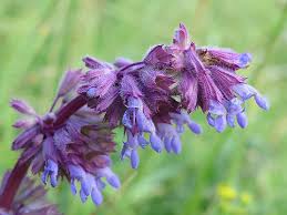 Attēlu rezultāti vaicājumam “Salvia verticillata”