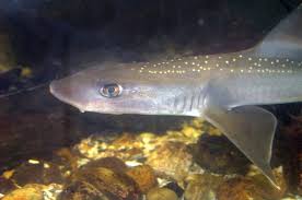 Image result for Mustelus asterias