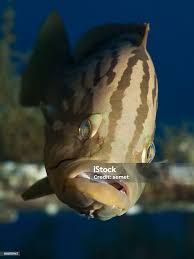 Image result for Epinephelus costae