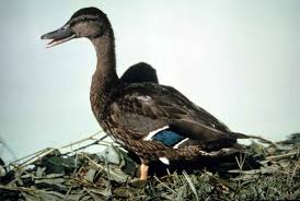 Attēlu rezultāti vaicājumam “Anas platyrhynchos juvenile”